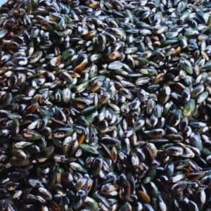Freshwater Seep