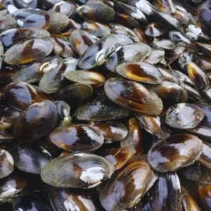 Seep (Oyster)