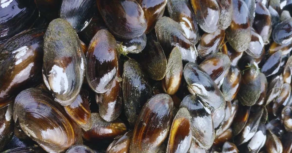 Seep (Oyster)