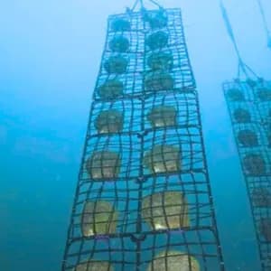 Oyster Nets Supplier