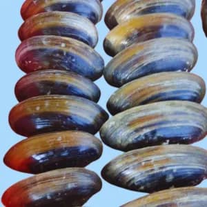 Seep (Oyster) for Pearl Farming
